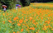 里山彩る キバナコスモス見頃　宇都宮