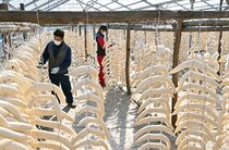 干し大根の出荷最盛期　鹿沼