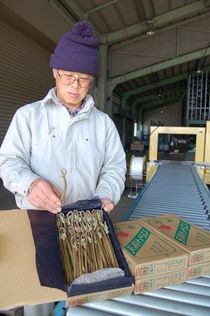 春の到来告げるワラビ　温度管理、土づくりを徹底