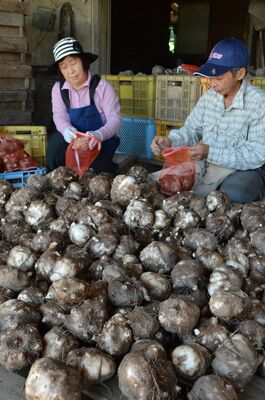 コンニャク芋の出荷へ袋詰め作業をする宇井さん夫婦