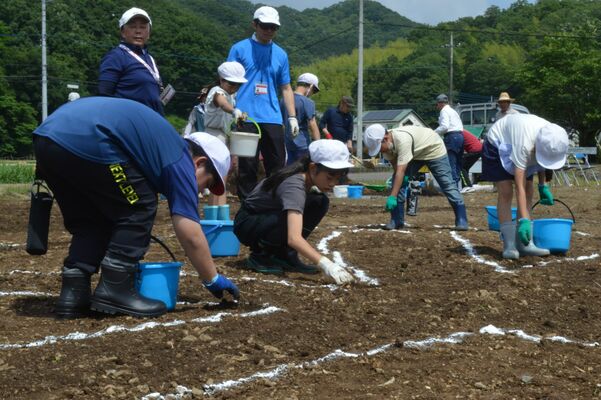 コスモスの種をまく児童たち