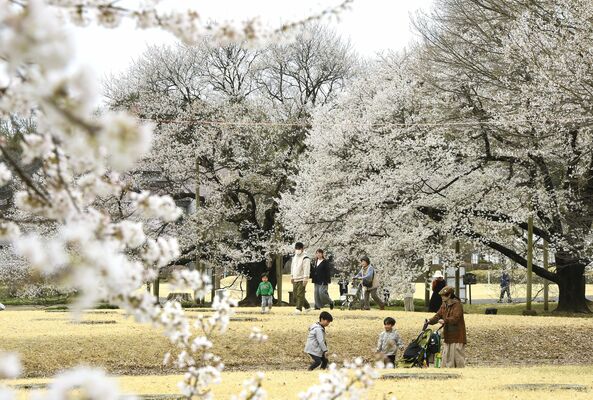 淡墨桜が見頃となり、花見客でにぎわう天平の丘公園＝３日午前10時15分、下野市国分寺