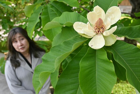 美術館入り口付近に咲くホオノキの花