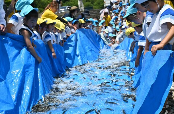 シート伝いに稚アユを那珂川に放つ園児たち