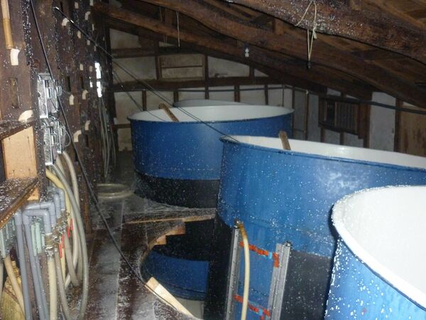 礎石から外れ、大きく傾き、天井には醪が跳ね上がった仕込み蔵のタンク（天鷹酒造提供）