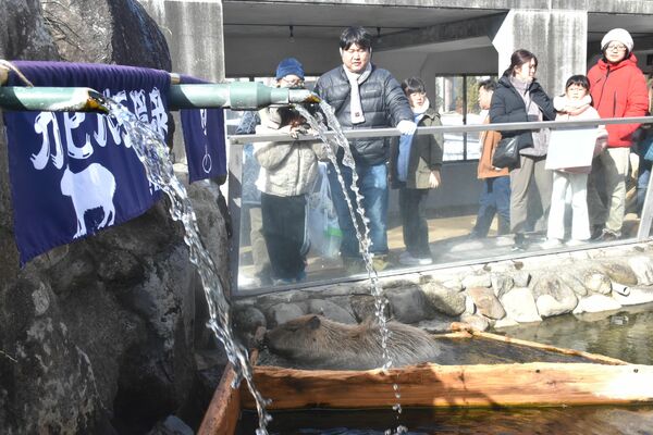 長風呂対決に挑むカピバラの「こはる」
