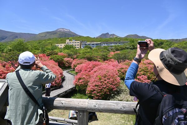 見頃のピークを迎えている八幡のツツジ群落