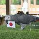 那須どうぶつ王国の占いインコ　サッカーＷ杯日本代表の全勝を予想