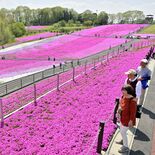 市貝でシバザクラ見頃　斜面に広がるピンクのじゅうたん