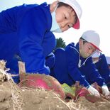 みんなでサツマイモ掘り　食育で農家や学校連携　益子