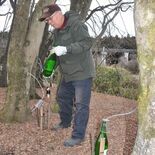 自然で濃厚な甘み　日光でカエデの樹液採取始まる　メープルシロップ、道の…