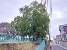 市がクス伐採、困惑の声