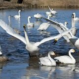 ハクチョウ190羽やってきた　宇都宮の水田、越冬へ羽休め【動画】