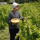 あふれ出る「蚕愛」、魅力伝えたい　20、21日に養蚕など体験できるフェス　真岡の飯村さん