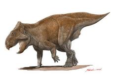 角竜類の化石発見、国内４例目