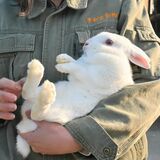 うさぎ年は「飛躍の年」本当か？　実は“ハイスペ”なウサギの生態【動画】