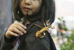 ムシできぬ大きさ