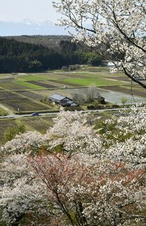 那須・御殿山公園の桜