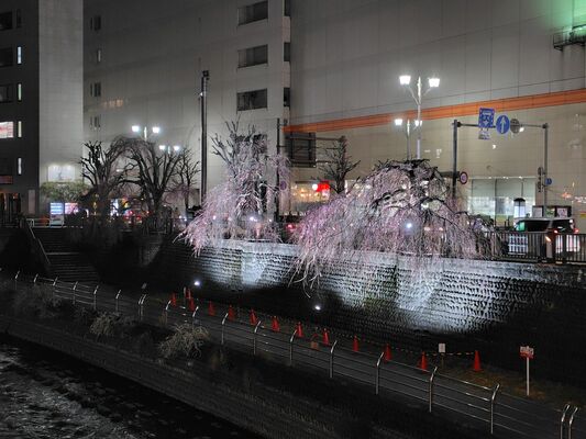 シダレザクラのライトアップ