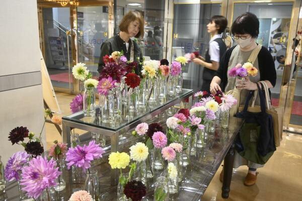昨年に宇都宮本店で開かれたイベント。来店客は好みのダリアを選んだ＝２０２４年９月、宇都宮市