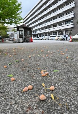 県庁前に植えられたイチョウの周囲には、丸いギンナンがぽつぽつ＝高知市