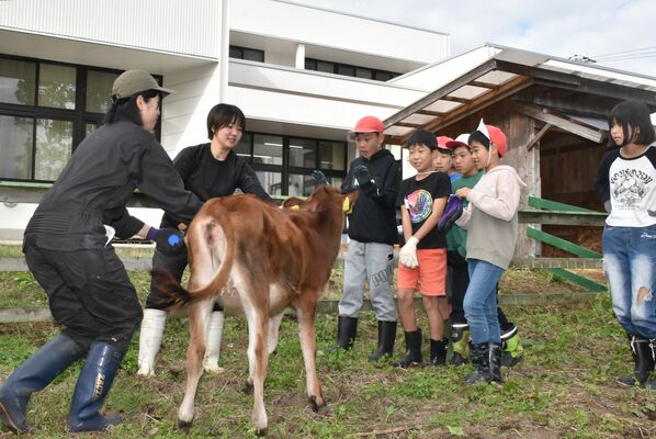子牛と対面した児童たち