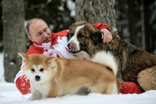 　モスクワ郊外の雪原でロシアのプーチン大統領と散歩する秋田犬「ゆめ」（手前）。右にいるのはブルガリア・シェパードの「バッフィー」＝２０１３年３月（タス＝共同）