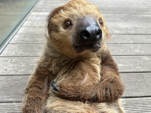 フタユビナマケモノのふたね