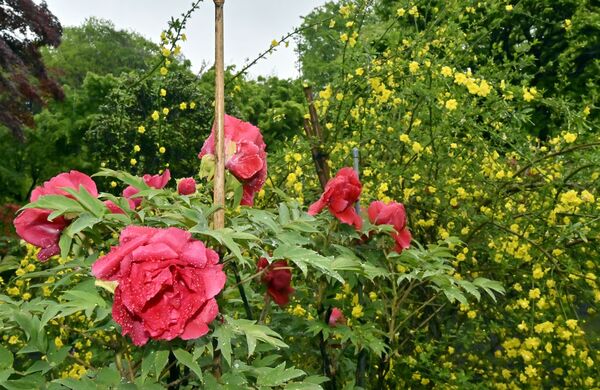 黄梅とのコントラストで映えるボタン