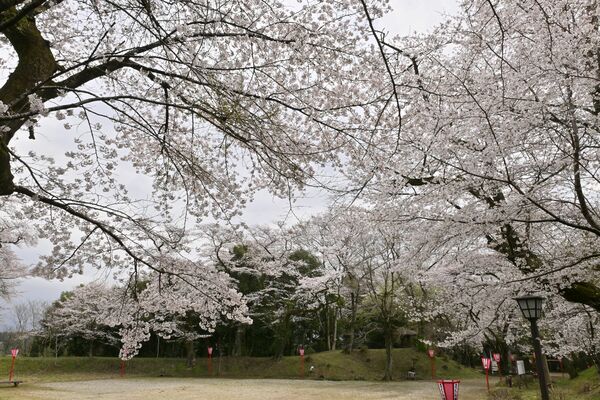 大田原市の龍城公園は八～九分咲き＝８日午後