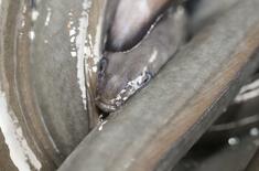 【ウナギ国際規制】形勢不利、多数派工作