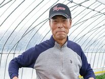 ＜232＞ 味・量ともに日本一のイチゴ産地　JAはが野の「イチゴ」
