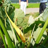 「高温多湿の影響か」国内では珍しいサトイモの花が２年連続で開花　栃木