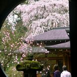 日光田母沢御用邸記念公園で樹齢400年のシダレザクラ満開　例年に比べ１…