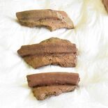 大田原の下侍塚古墳で埴輪の破片３点見つかる　４世紀後半の前方後方墳から…