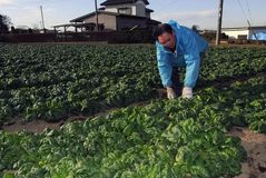 ＜56＞ＪＡおやまのちぢみほうれん草　寒さに糖度増す旬な味