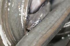 【ウナギ国際規制】形勢不利、多数派工作