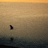 秋は夕暮れ…四季折々の表情　癒やしだけではない、渡良瀬遊水地の大切な役割