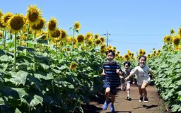 野木でヒマワリ満開