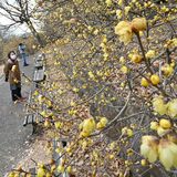 甘い香り漂う　宇都宮の羽黒山でロウバイ見ごろ