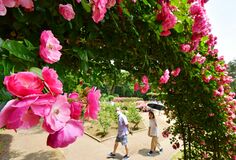 色とりどりのバラ咲き誇る　真岡・井頭公園