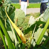 「高温多湿の影響か」国内では珍しいサトイモの花が２年連続で開花　栃木