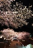 鬼怒川温泉で夜桜ライトアップ