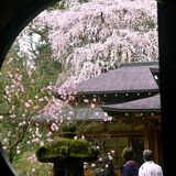 日光田母沢御用邸記念公園で樹齢400年のシダレザクラ満開　例年に比べ１週間早く