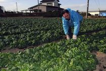＜56＞ＪＡおやまのちぢみほうれん草　寒さに糖度増す旬な味