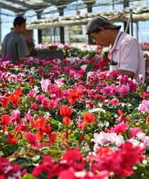 シクラメンの出荷始まる　宇都宮