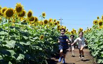野木でヒマワリ満開