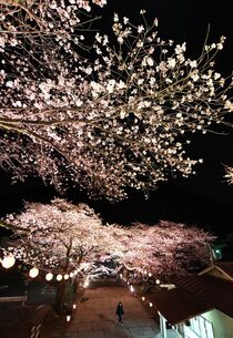 鬼怒川温泉で夜桜ライトアップ