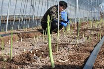 「那須の高原アスパラ」収穫最盛期　大田原