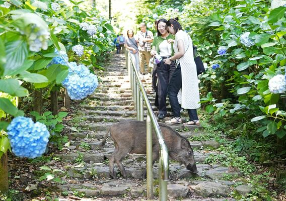 観光客らの前で石段を横切るイノシシ＝20日午前10時45分、栃木市平井町